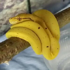 Snake