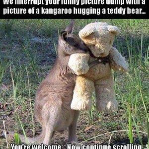 Känguru