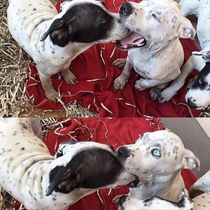 Dogs