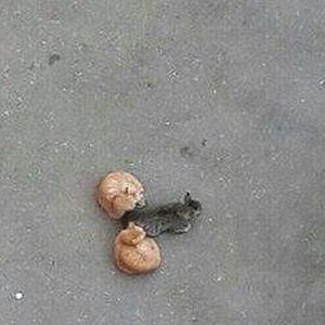 Hihi