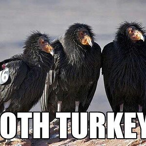 Gothturkeys