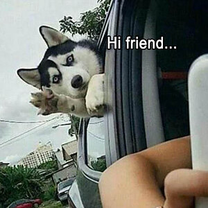 HiFriend