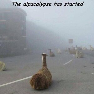 Alpcalypse