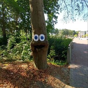 TreeEyes