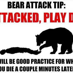 BearAttack