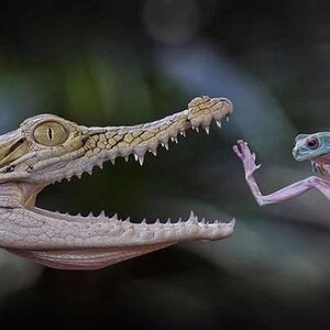 Karate_frosch