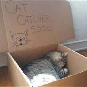 CatCatcher