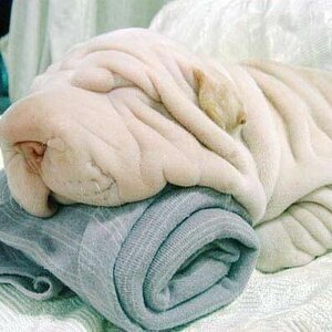 Hundtuch