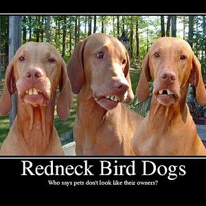 Redneck_bird_dogs