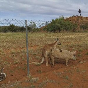 Australier