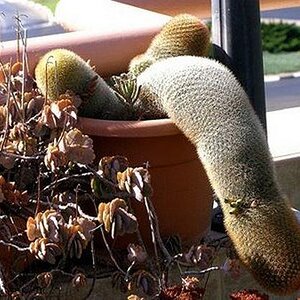 Penis-accident-occurred