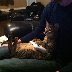 Gamercat