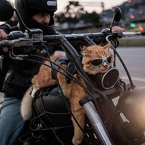 Bikerkatze