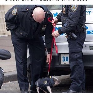 OfficerBacon