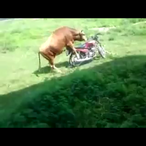 Kuhattacke