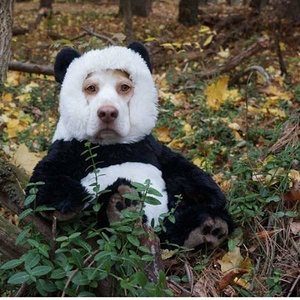 Pandas_fuer_den_berliner_zoo