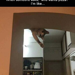 PizzaWant