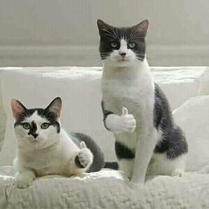 Daumen_hoch_katzen.