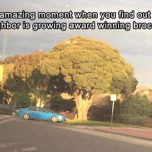 BroccoliAwardWinning