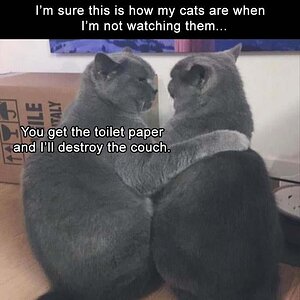 CatsTalking