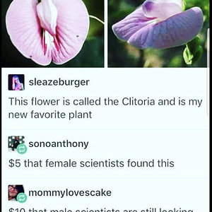 Clitoria