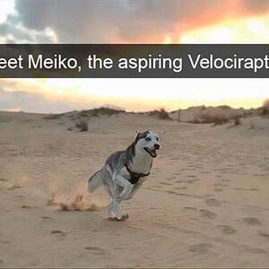 HuskyVelo