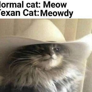 ATexasCat