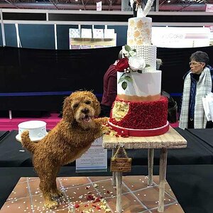 Hundekuchen