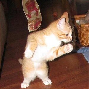 HammertimeCat