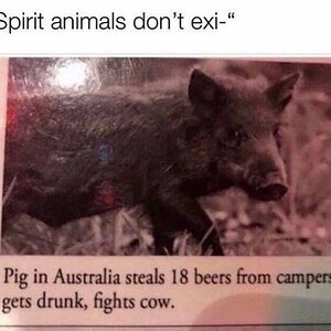 AnimalSpirit
