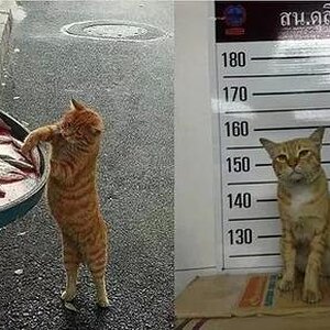 Thailandmachternst