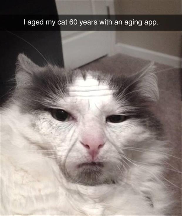 AgedCat