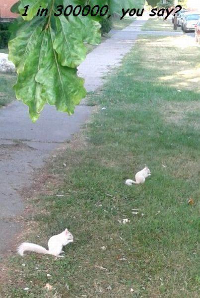 Albinos