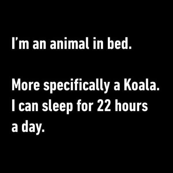 Animal
