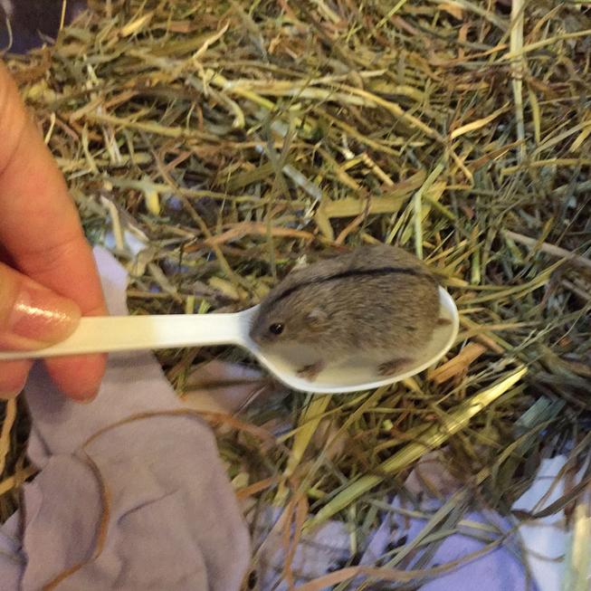 AspoonofLemming