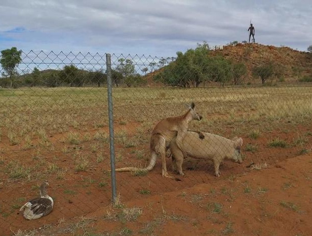 Australier