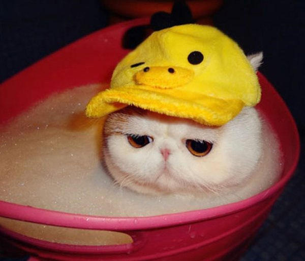 Badekatze