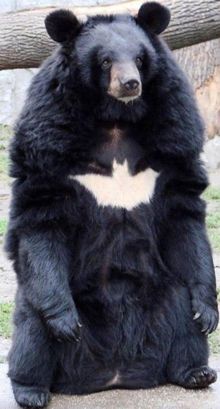 Bbbbbaerman