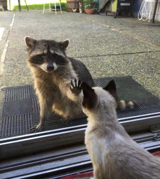 Besuch