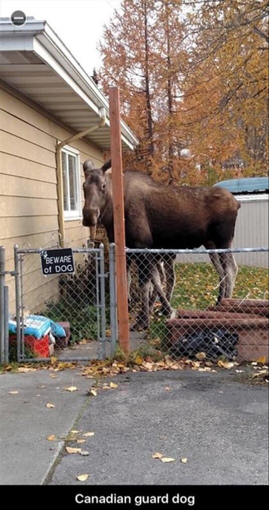 BewareDog