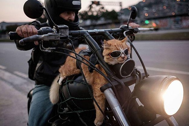 Bikerkatze