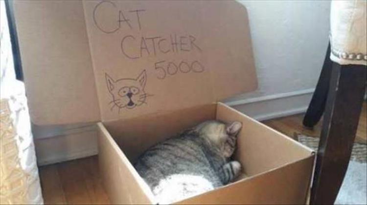 CatCatcher
