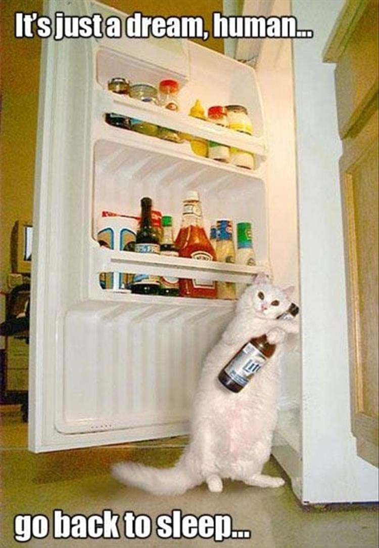 CatDream