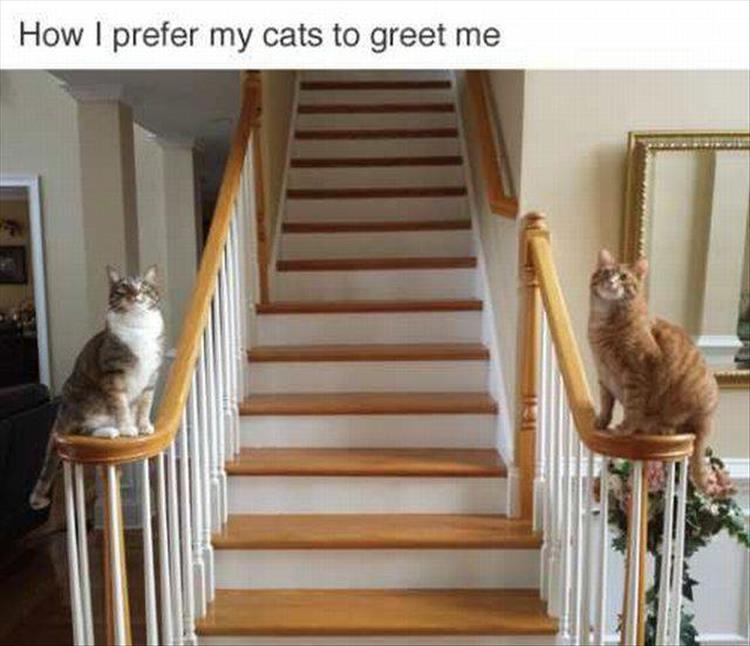 CatGreet