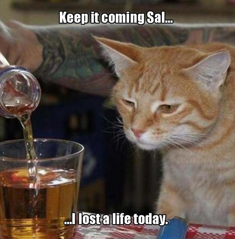 CatLive