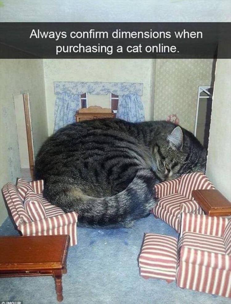 CatOnline