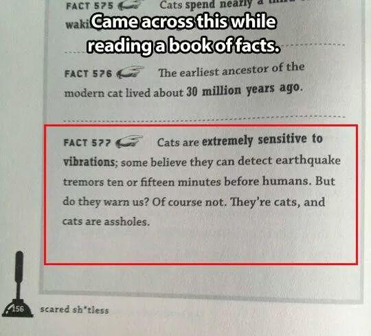 Cats01
