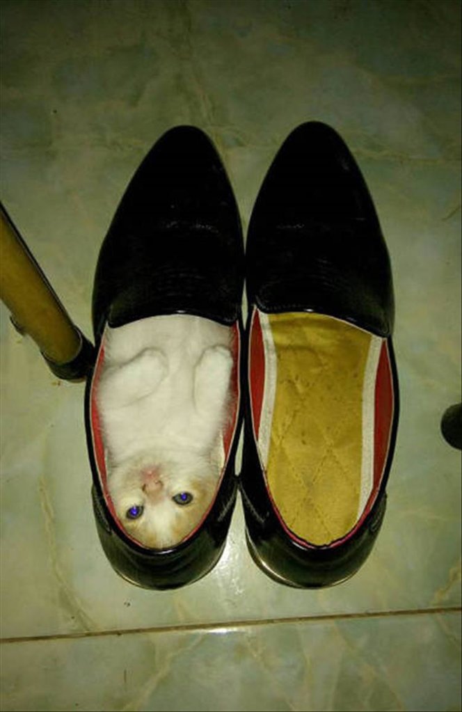 CatShoe