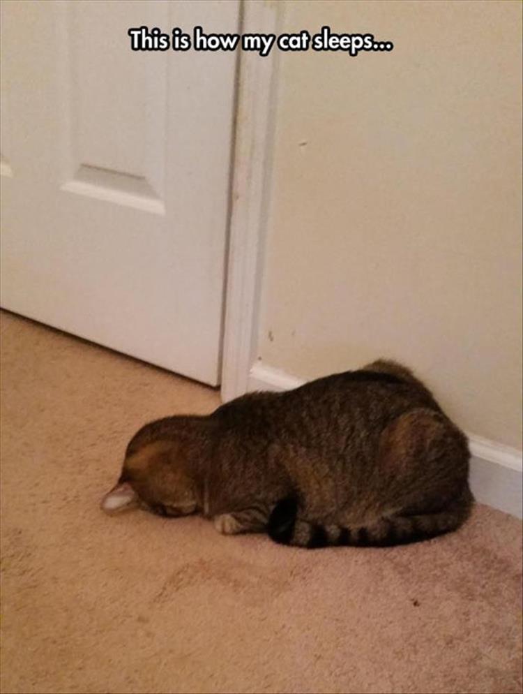 CatSleep