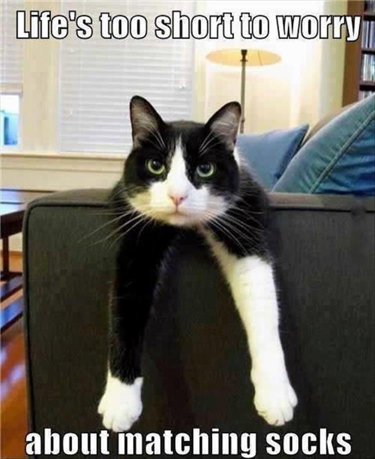 CatSocks